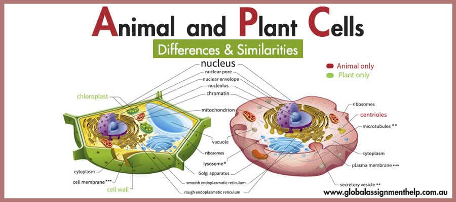 Difference between plant and animal cells